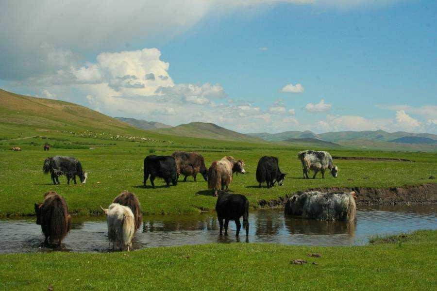 ismerkedés mongólia