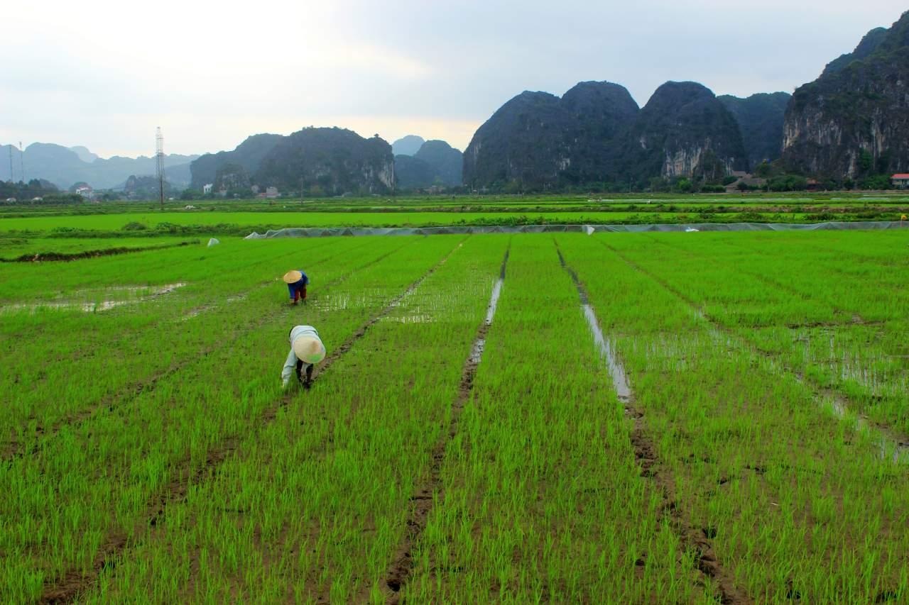 Вьетнам земледелие