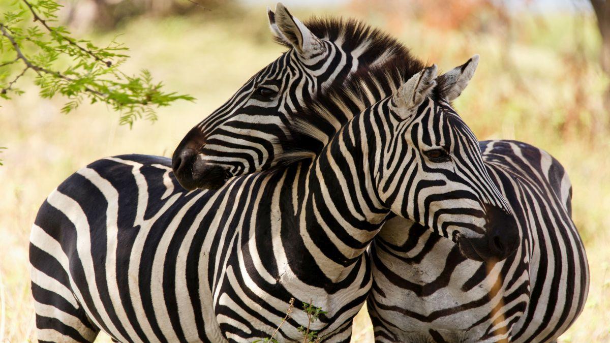 Miért érdemes A Zebra (nem A Leopárd) Nyomtatása Az új évadban? | Divat 