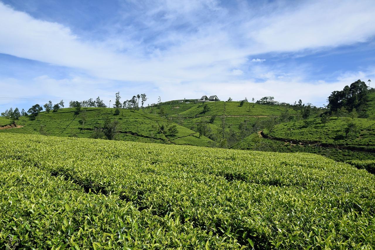 Шри ланка поля. Шри Ланка плантации чая. Чайные плантации Цейлона. Цейлонский чай плантации. Чайные плантации Пакистана.