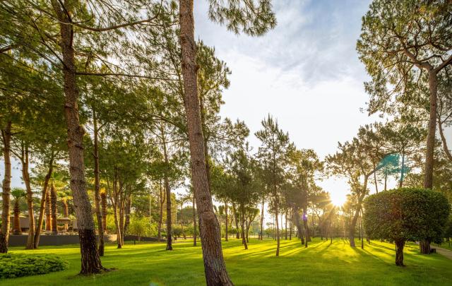 Balmy Foresta Hotel 