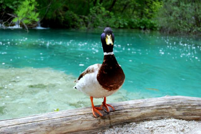 Hosszú hétvége a Plitvice-tavaknál