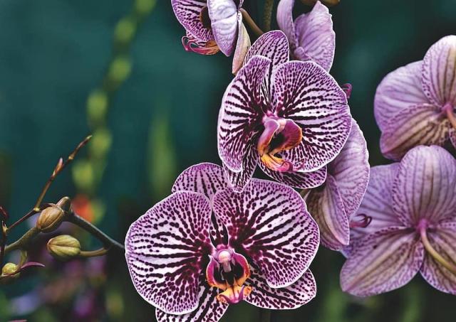 ORCHIDEÁK KAVALKÁDJA SZLOVÉNIÁBAN - Lendván bort kóstolunk - Energia parkban feltöltődünk!