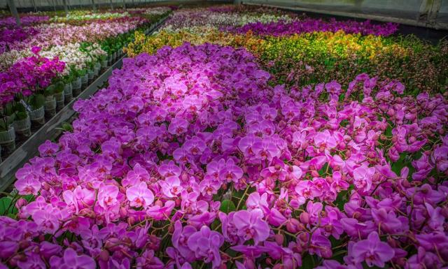 ORCHIDEÁK KAVALKÁDJA SZLOVÉNIÁBAN - Lendván bort kóstolunk - Energia parkban feltöltődünk!