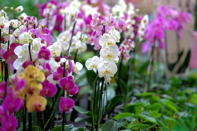 ORCHIDEÁK KAVALKÁDJA SZLOVÉNIÁBAN - Lendván bort kóstolunk - Energia parkban feltöltődünk!