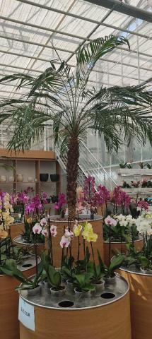 ORCHIDEÁK KAVALKÁDJA SZLOVÉNIÁBAN - Lendván bort kóstolunk - Energia parkban feltöltődünk!