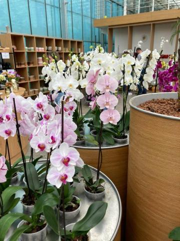 ORCHIDEÁK KAVALKÁDJA SZLOVÉNIÁBAN - Lendván bort kóstolunk - Energia parkban feltöltődünk!