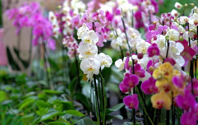 ORCHIDEÁK KAVALKÁDJA SZLOVÉNIÁBAN - Lendván bort kóstolunk - Energia parkban feltöltődünk!
