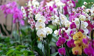ORCHIDEÁK KAVALKÁDJA SZLOVÉNIÁBAN - Lendván bort kóstolunk - Energia parkban feltöltődünk!