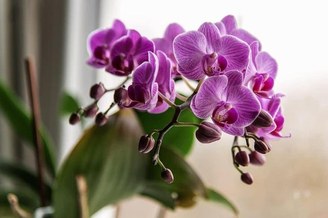 ORCHIDEÁK KAVALKÁDJA SZLOVÉNIÁBAN - Lendván bort kóstolunk - Energia parkban feltöltődünk!