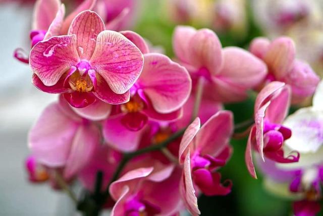 ORCHIDEÁK KAVALKÁDJA SZLOVÉNIÁBAN - Lendván bort kóstolunk - Energia parkban feltöltődünk!