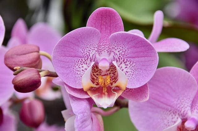ORCHIDEÁK KAVALKÁDJA SZLOVÉNIÁBAN - Lendván bort kóstolunk - Energia parkban feltöltődünk!