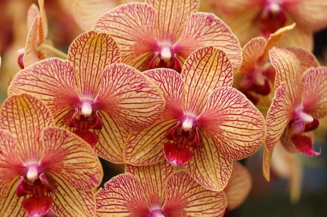 ORCHIDEÁK KAVALKÁDJA SZLOVÉNIÁBAN - Lendván bort kóstolunk - Energia parkban feltöltődünk!