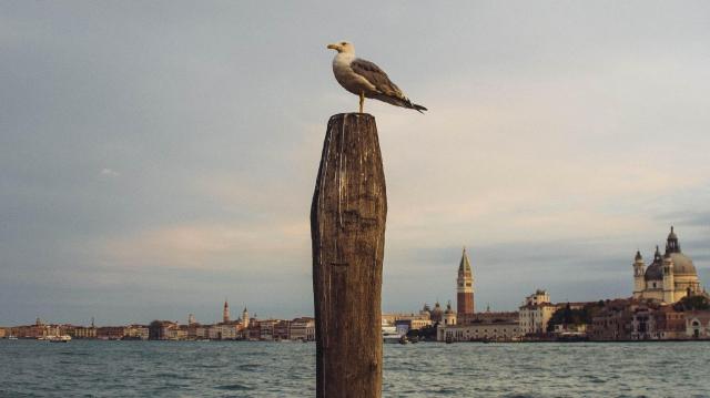 VELENCE - PADOVA - TREVISO - A lagúnák világa - Murano és Burano szigetekkel