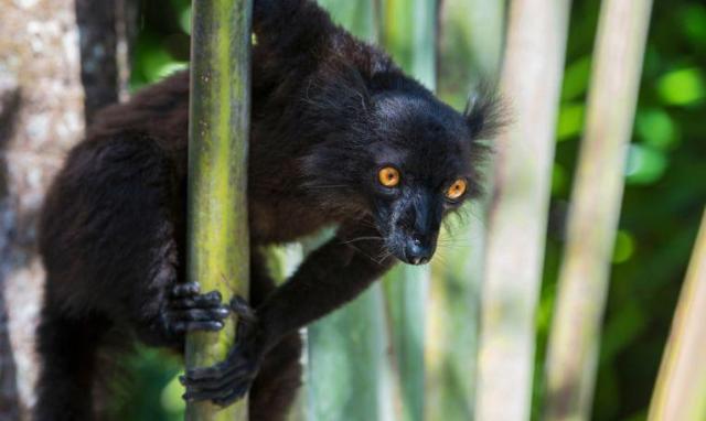 Szilveszter Madagaszkáron