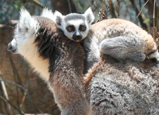 Szilveszter Madagaszkáron