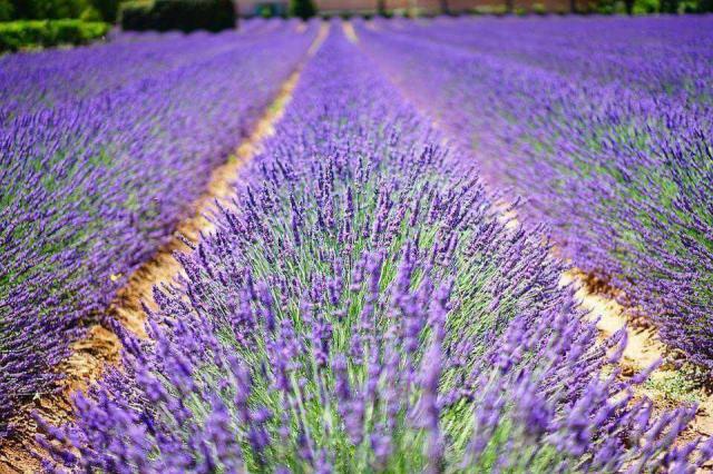 Provence-i ízelítő (Provence-i ízelítő)