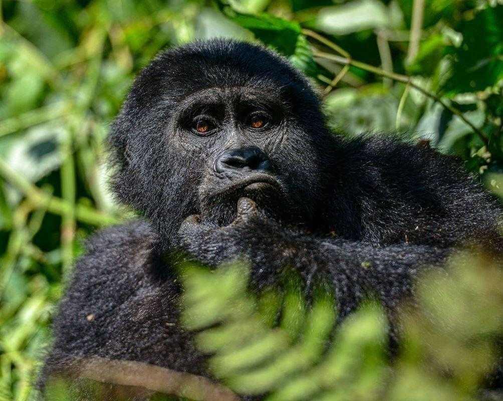 Uganda varázsa Csimpánzok és hegyi gorillák világa