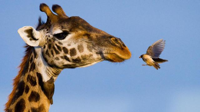 Tanzánia - Szafari Körutazás Üdüléssel Zanzibáron