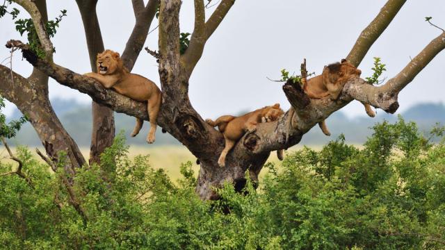 Tanzánia - Szafari Körutazás Üdüléssel Zanzibáron