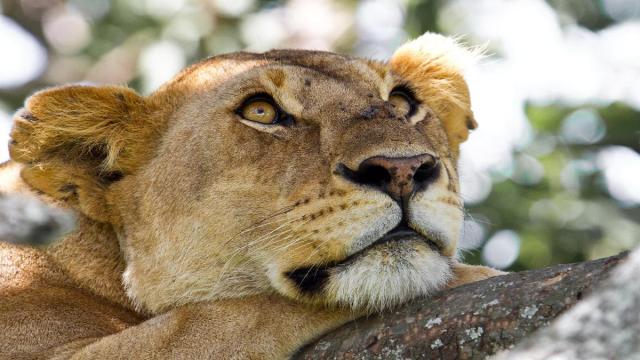 Tanzánia - Szafari Körutazás Üdüléssel Zanzibáron