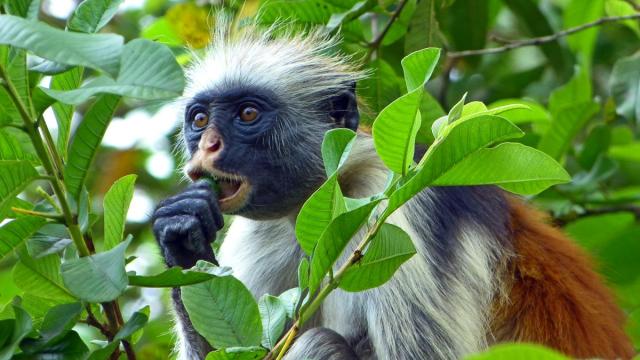 Tanzánia - Szafari Körutazás Üdüléssel Zanzibáron