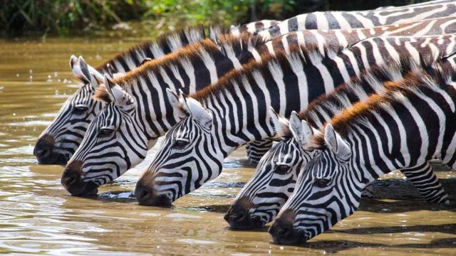 Tanzánia - Szafari Körutazás Üdüléssel Zanzibáron