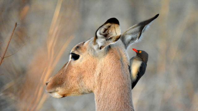 Tanzánia - Szafari Körutazás Üdüléssel Zanzibáron