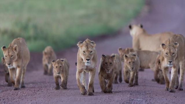 Tanzánia - Szafari Körutazás Üdüléssel Zanzibáron