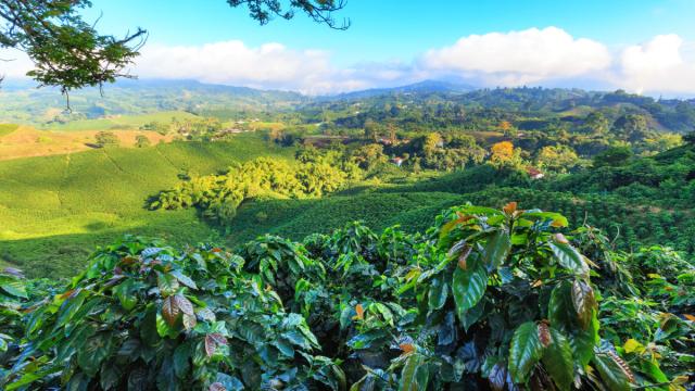 Kolumbia És Panama – A Kávé Útján