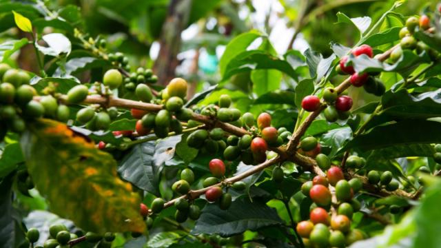 Kolumbia És Panama – A Kávé Útján