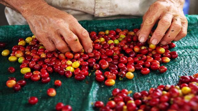 Kolumbia És Panama – A Kávé Útján