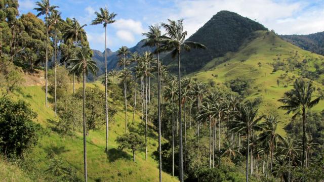 Kolumbia És Panama – A Kávé Útján