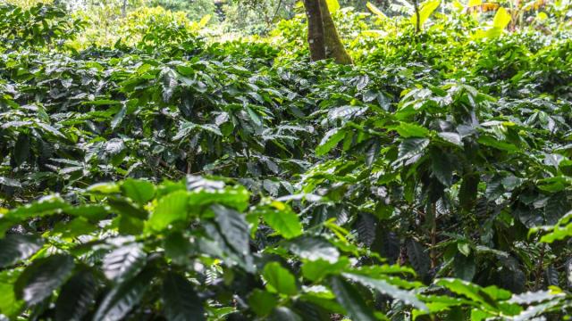 Kolumbia És Panama – A Kávé Útján