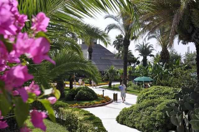 Gypsophila Club Marine