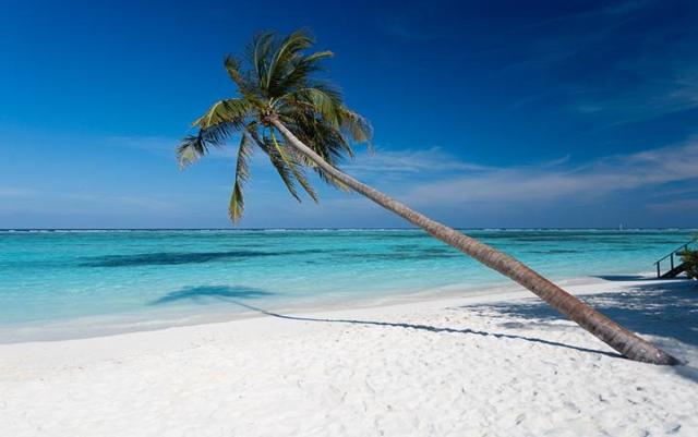 orig_Palm Tree large_MeeruBeach1_16_11zon.jpg?r=177786f90e18744