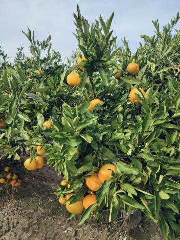 mandarin