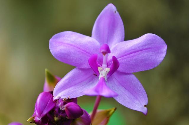 orchid