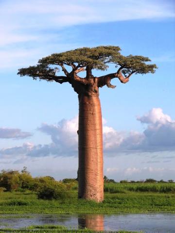 Madagaszkár, az ezerarcú sziget - angol nyelvű idegenvezetéssel