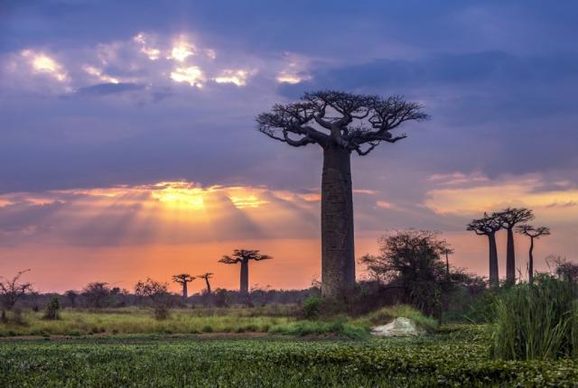 Madagaszkár, az ezerarcú sziget - angol nyelvű idegenvezetéssel