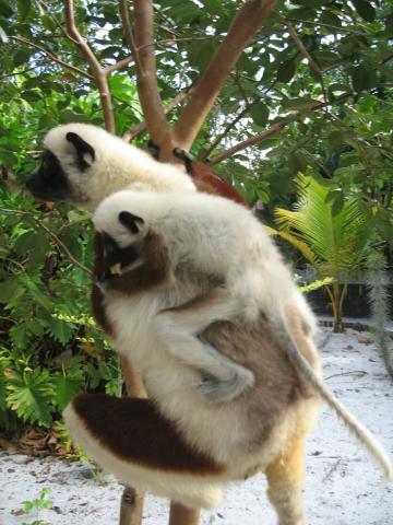 fauna-(10).jpg