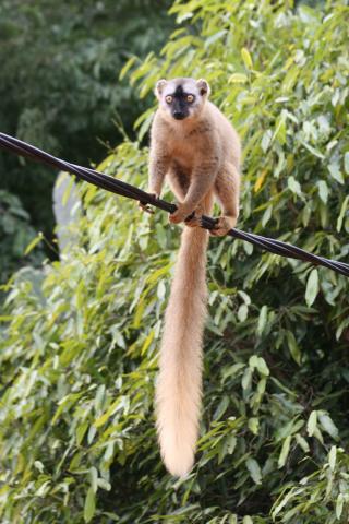 fauna-(9)új.jpg