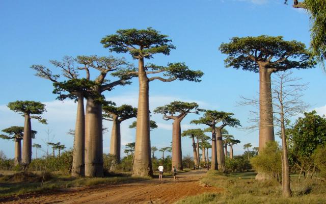 Madagaszkár, az ezerarcú sziget - angol nyelvű idegenvezetéssel