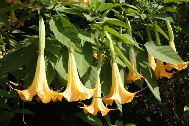 flora-(11).jpg