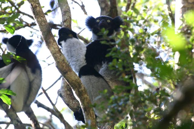 fauna-(11)új.jpg