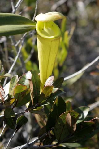 flora-(6)új.jpg