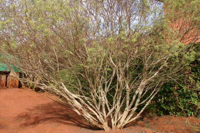 flora-(8)új.jpg