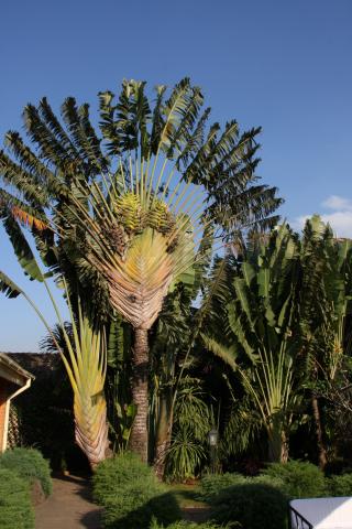 flora-(9)új.jpg
