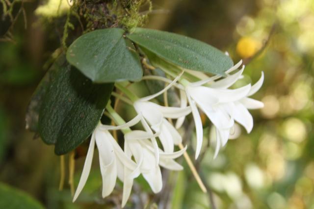 flora-(10).jpg