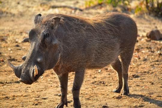 Busmanok földje, Viktória vízesés, Okavango delta